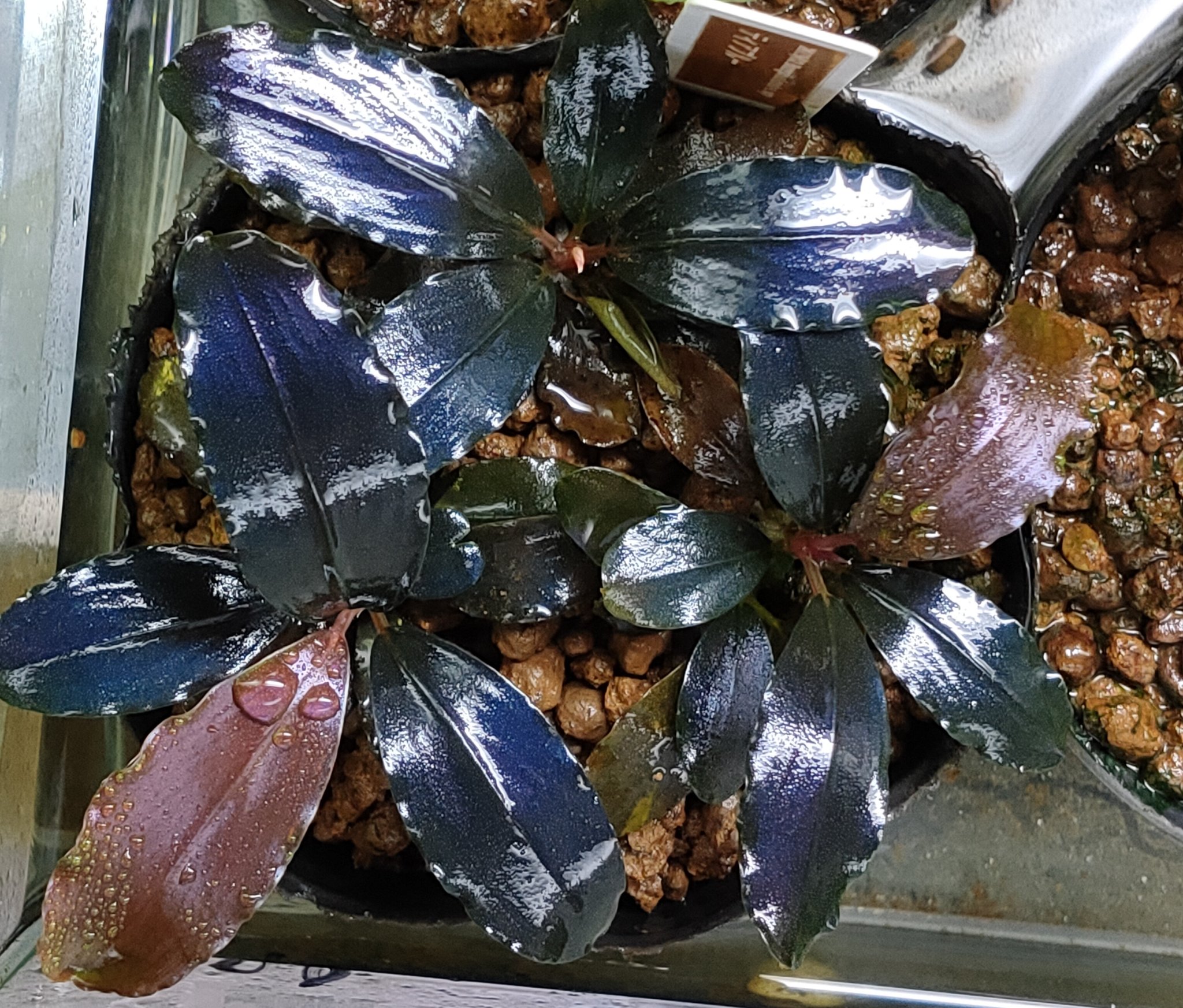 ブセファランドラ Sp ティアブルー（Bucephalandra sp.”Theia