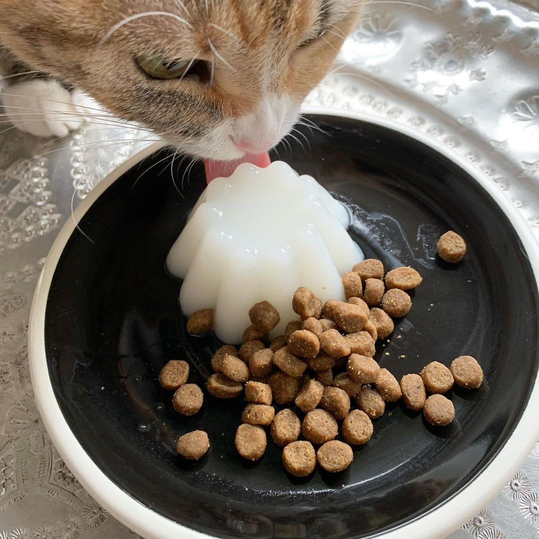 ジュレッタ 犬猫のための 食べるお水 おいしく水分補給ができる手作りゼリーの素 Wishamllc Twitter ジュレッタ 犬猫のための 食べるお水 おいしく水分補給ができる手作りゼリーの素 Wishamllc Twitter