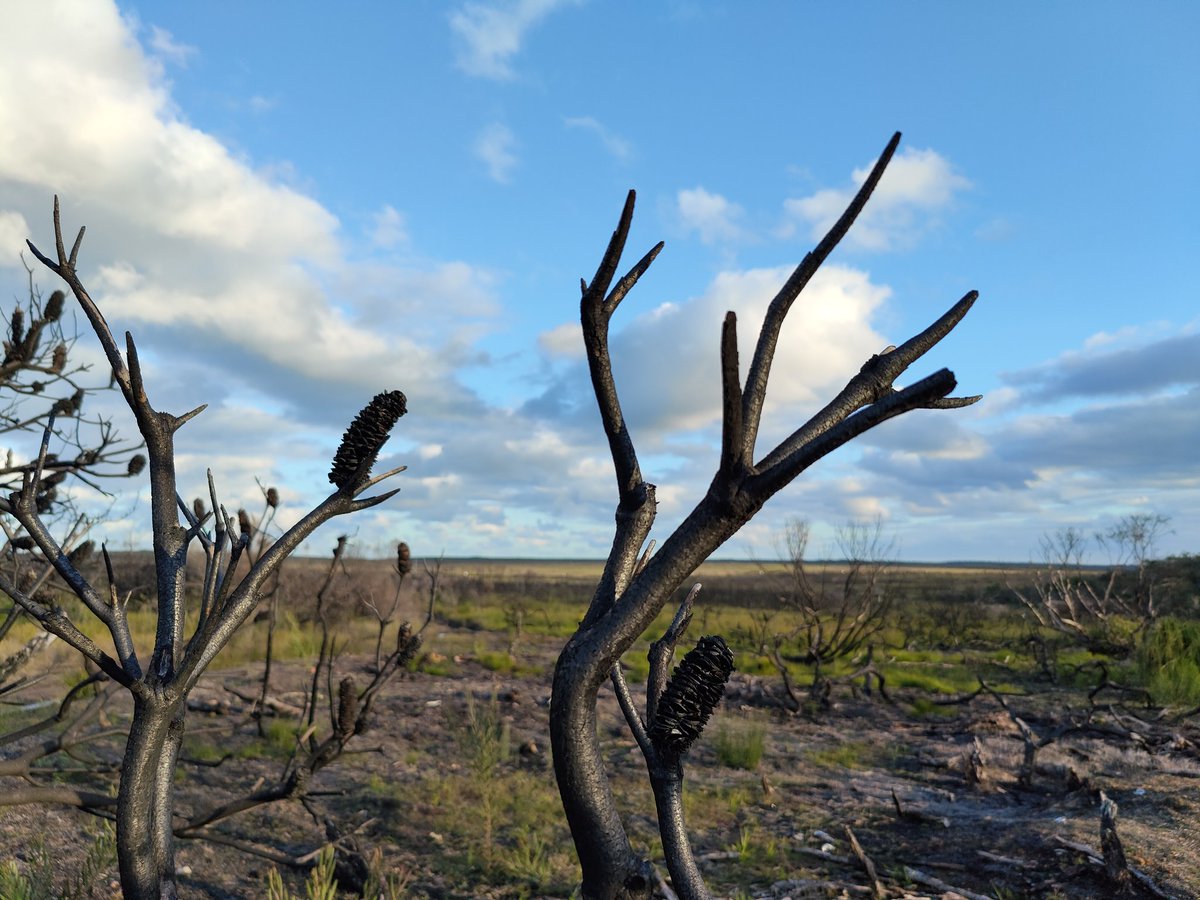 gumnut_case's tweet photo. TEACHERS AND PARENTS - if you're moving to #COVID19nsw online learning I've got about 45 mins to an hour of content on the #EnvironmentRecoveryProject (#bushfires & #CitizenScience) ready to go HMU and we can #Zoom https://t.co/ewCyR36TpN
