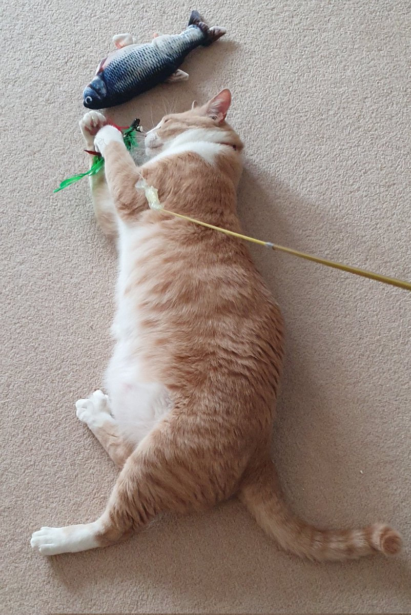 LolaLegged's tweet photo. When you think #ItsComingHome but #ItsComingRome instead 🙀🙀 #TobyIsBack https://t.co/BPm79mY84h