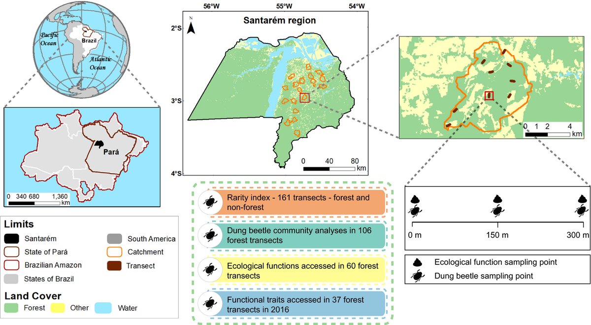 FilipeEco's tweet photo. Our new study led by @Cassioan in @Biotropica shows that functional redundancy at the regional scale offsets the impacts of rare species losses at local scales within disturbed Amazonian forests.
📸🪲: @FilipeEco 
https://t.co/rv3JqHkgLu https://t.co/iy3xjTtaJW