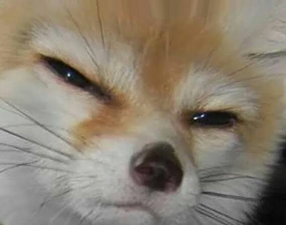 Подозрительная лиса. Подозрительный Лис. Подозревающая лиса. Лиса Мем. Лиса прищурила глаза