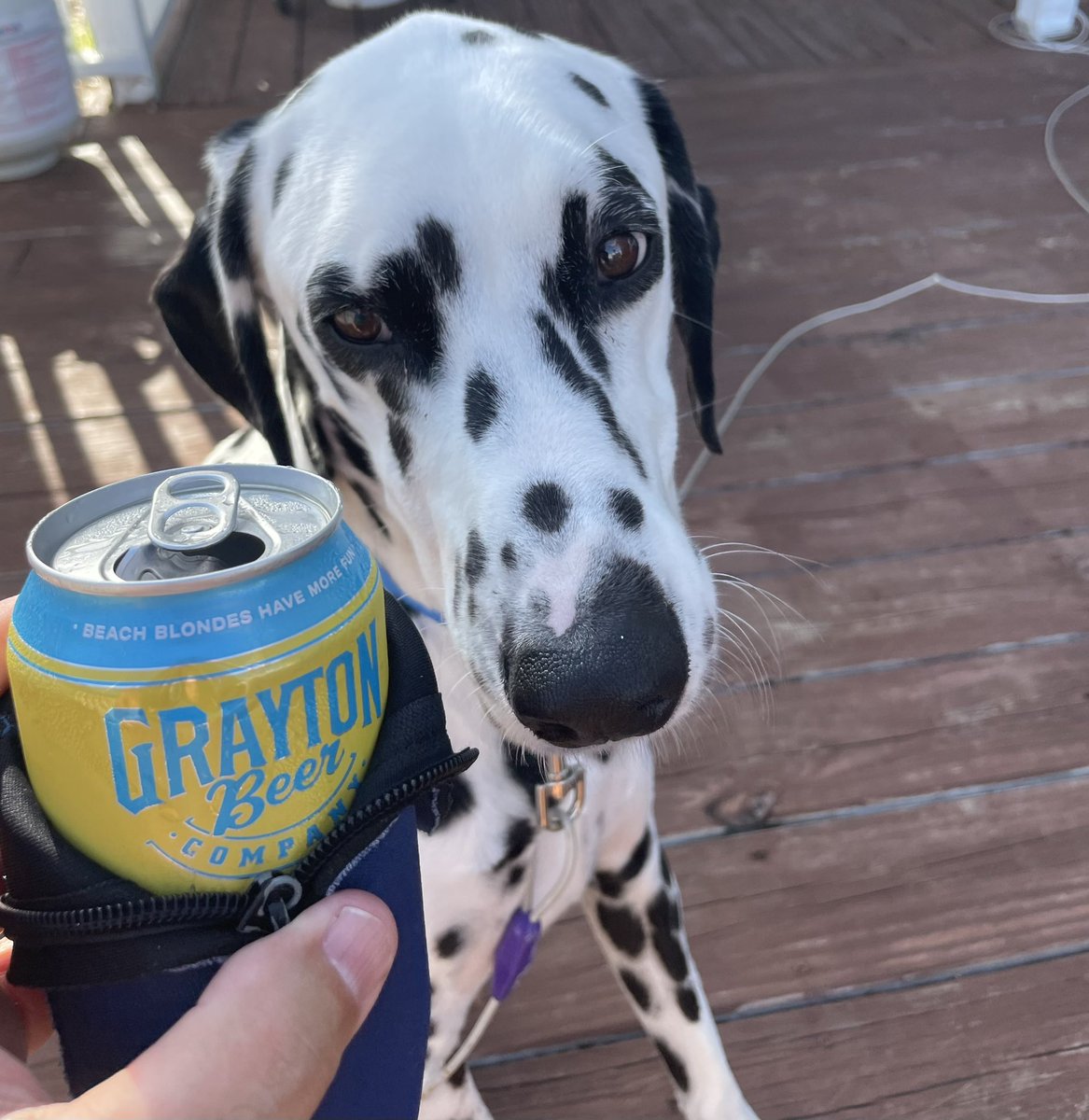 B4mytimecomes's tweet photo. Boomer eyeing Beach Blonde! #Grayton, GraytonBeerCo, 30A https://t.co/bS1OqDk2D7