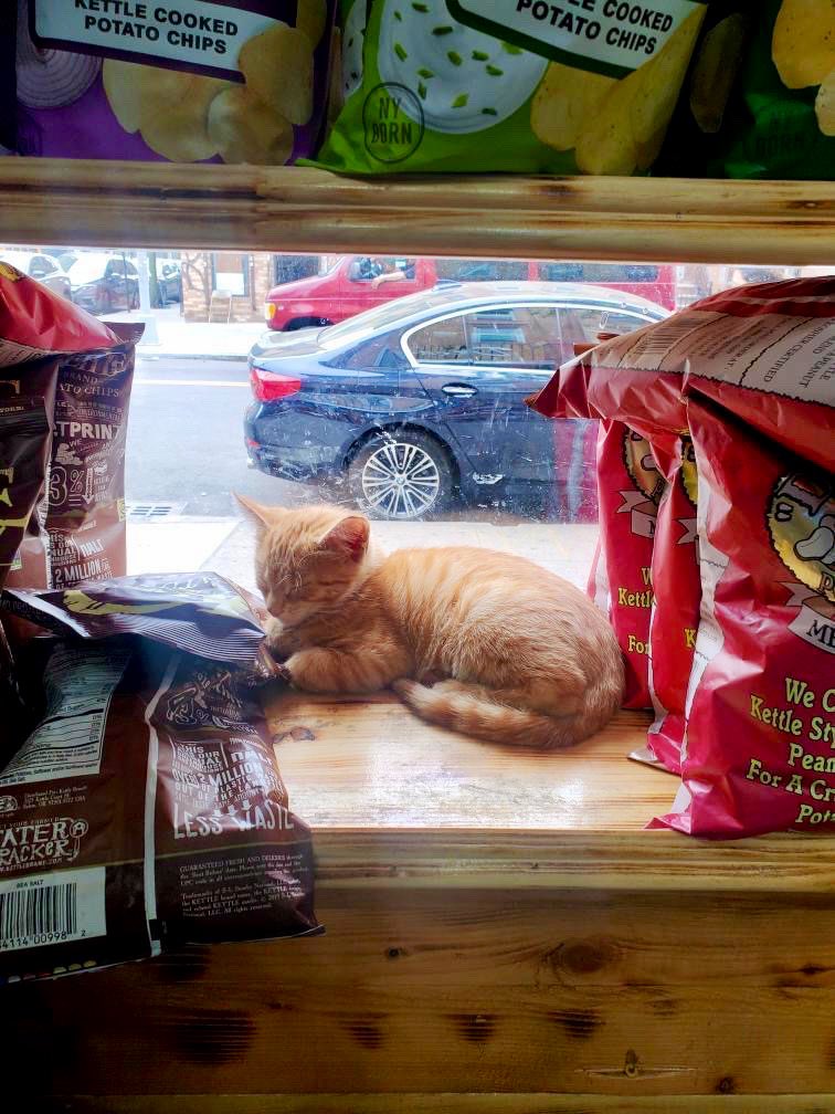 Bodega Cats (@bodegacats_) on Twitter photo 