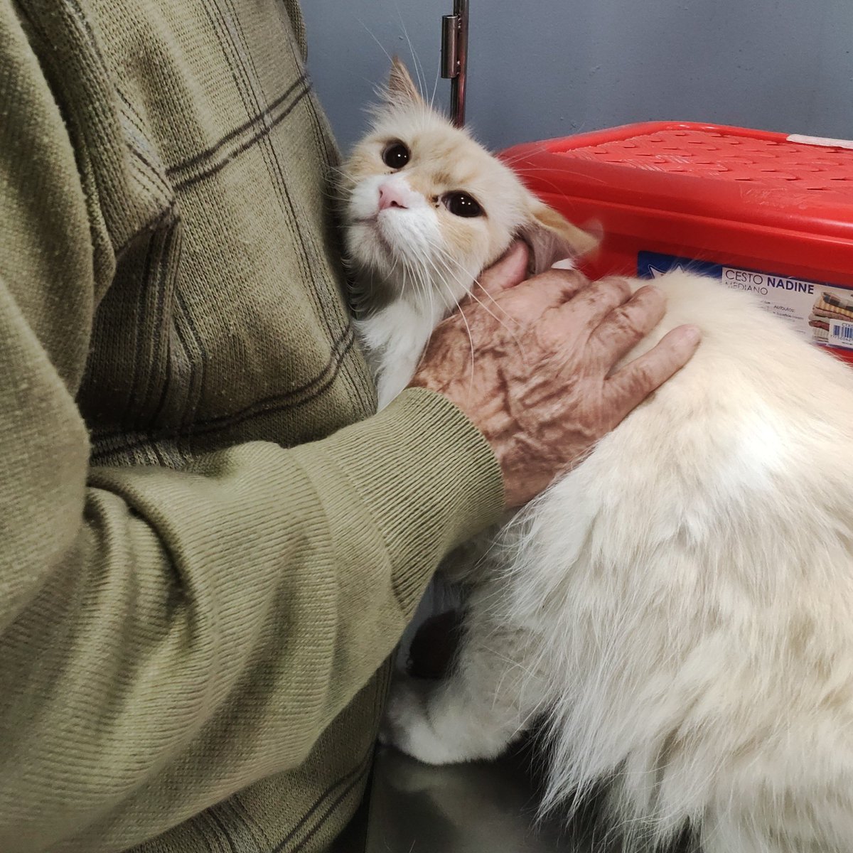 dear_pilar's tweet photo. buenas tardes, disculpen si es que los incómodo haciendo este tipo de hilos pero necesito ayuda urgente, mi gatito Zeus tiene síndrome urologico fenino, lo que significa que tiene una obstrucción casi completa de su uretra, lo que le causa que no pueda orinar + https://t.co/niNnc9qBuK