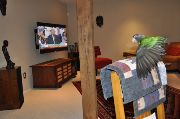 IlanaMercer's tweet image. #POTUS &amp;amp; parrot: My cherub, Oscar-Wood, would’ve flown to Texas to watch his Donald, but he wasn’t allowed. Here is is flying to his TV chair, instead. Read how you can tell Oscar-Wood loves POTUS:
#CPAC2021 
barelyablog.com/parrot-for-the…