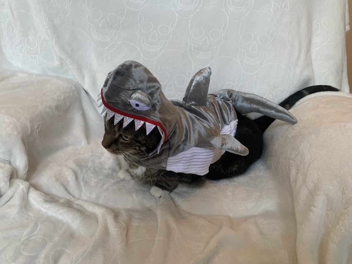 YellowRoseOfTX1's tweet photo. SO IT BEGINS!!! 🦈🦈🦈 #SharkWeek #SharkWeek2021 #itsabadweektobeaseal https://t.co/wgfR2yvyOb