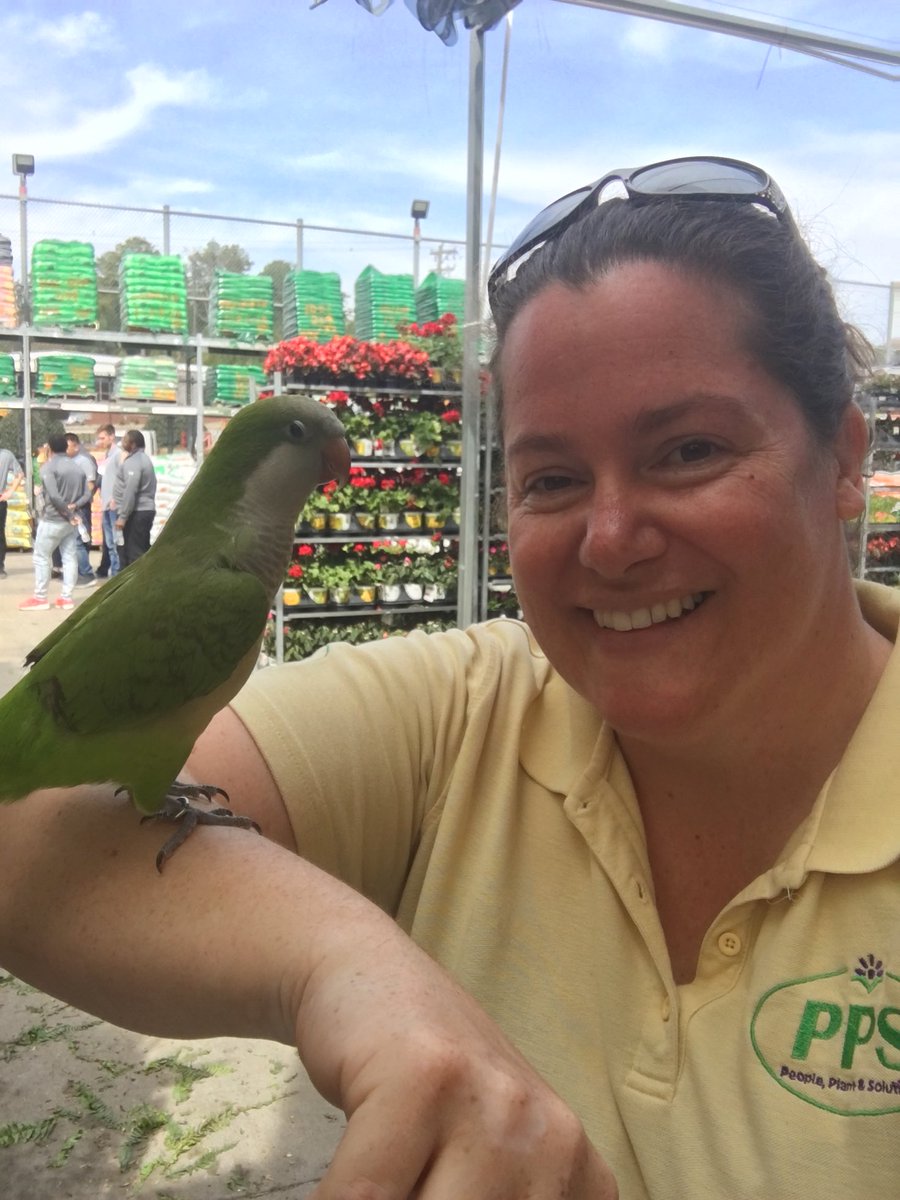 HDamandaPPS's tweet photo. You never know who is going to fly in to The Home Depot and visit 🦜 They love perennials too! 🌺 HD1127 Greenville, SC. #MetrolinaProud #PPSstrong 💪🏻 ⁦@pps_s_atlantic⁩ ⁦@PPSinHD⁩ ⁦@BobbyBoaenTHD⁩ ⁦@Stephen_E_Camp⁩ https://t.co/jFlDuOhIVQ