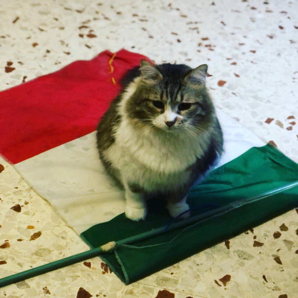 FrancescaL2's tweet photo. CAMPIONI!!!! #campionideuropa #italia #gattocampione https://t.co/I2s9Js33Bu