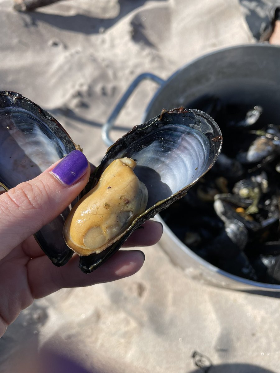 CaitlynBaikie's tweet image. My first landing on the famous Strand did not disappoint. What a gorgeous spot and view 😍 And what a feed of fresh mussels! 😋 #MealyMountains #NationalParkReserve @OurLabrador