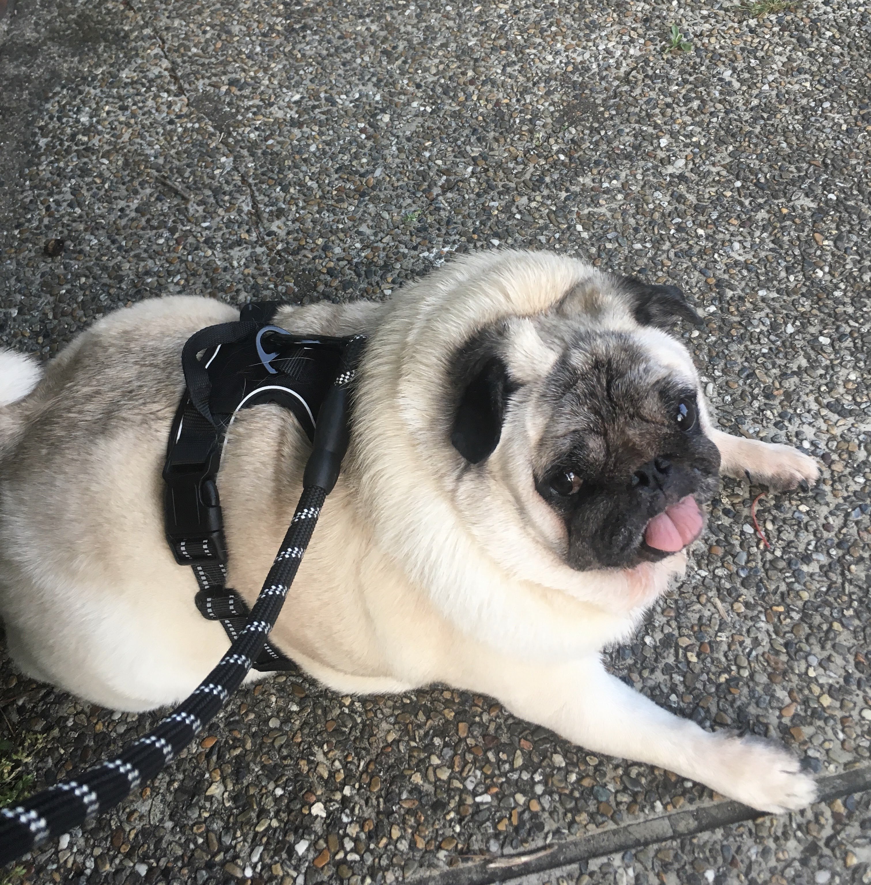 ブサカワ犬 Twitter Search Twitter