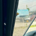 車のバイザー裏にアマガエルが出現!駐車場に着いた後のカエルの表情にほっこり!