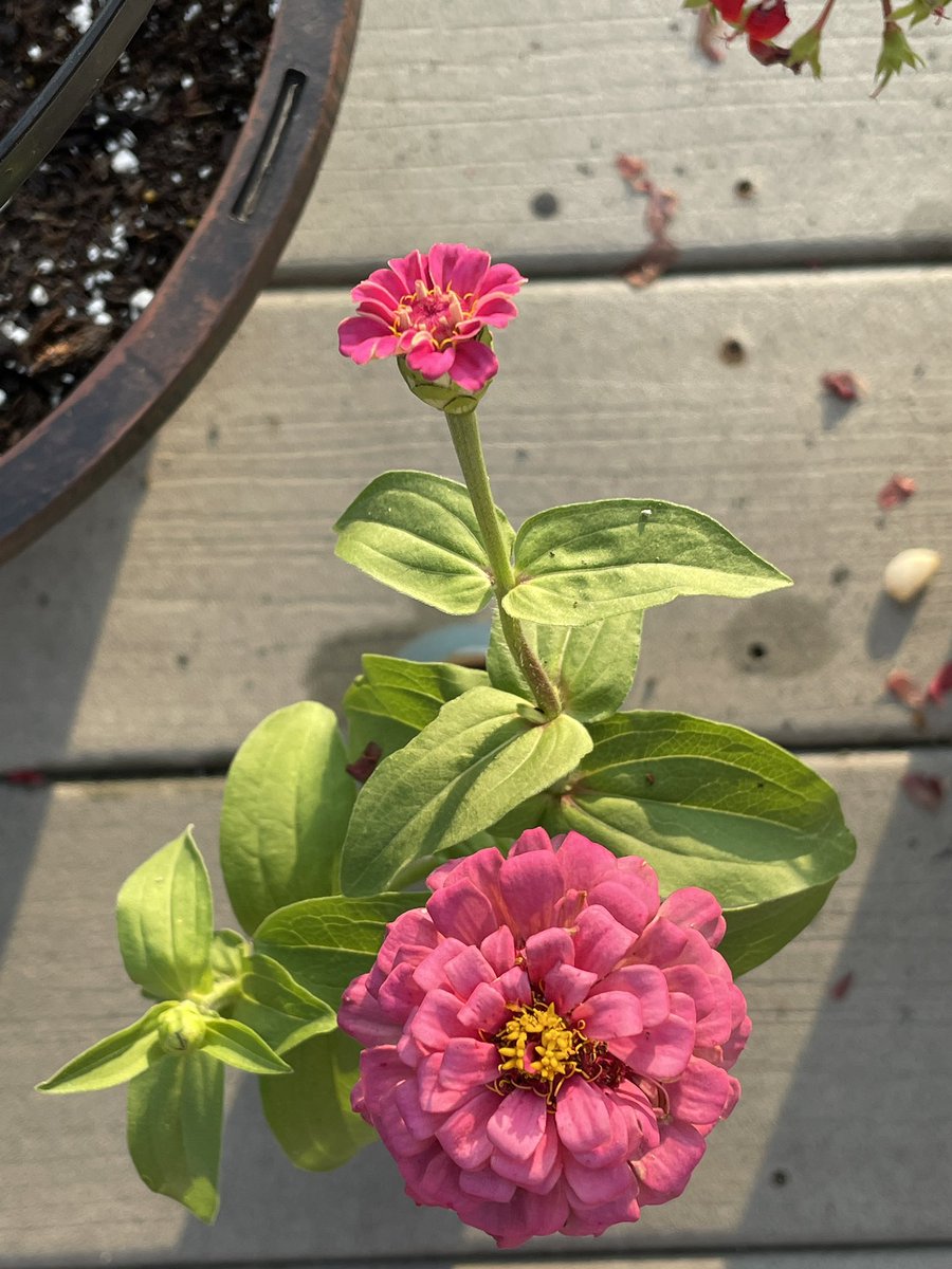 Never thought I’d be posting this but my baby had babies and now I’m a grand custodian of the zinnia in the owl. See all the rt for the full progress. <a href="/CrestwoodElem/">Crestwood Elementary School</a> <a href="/CrestwoodESPTA/">Crestwood PTA</a>