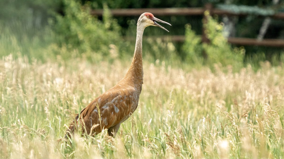 BirdsAndBinocs's tweet photo. They never get old… #SandhillCrane
#parkcity #utah #utahwildlife #birdsofutah #birdsofparkcity #utahbirding #birds #birdwatching #birding #ornithology #Olympus #birdphotography https://t.co/FqpCBrCRUE