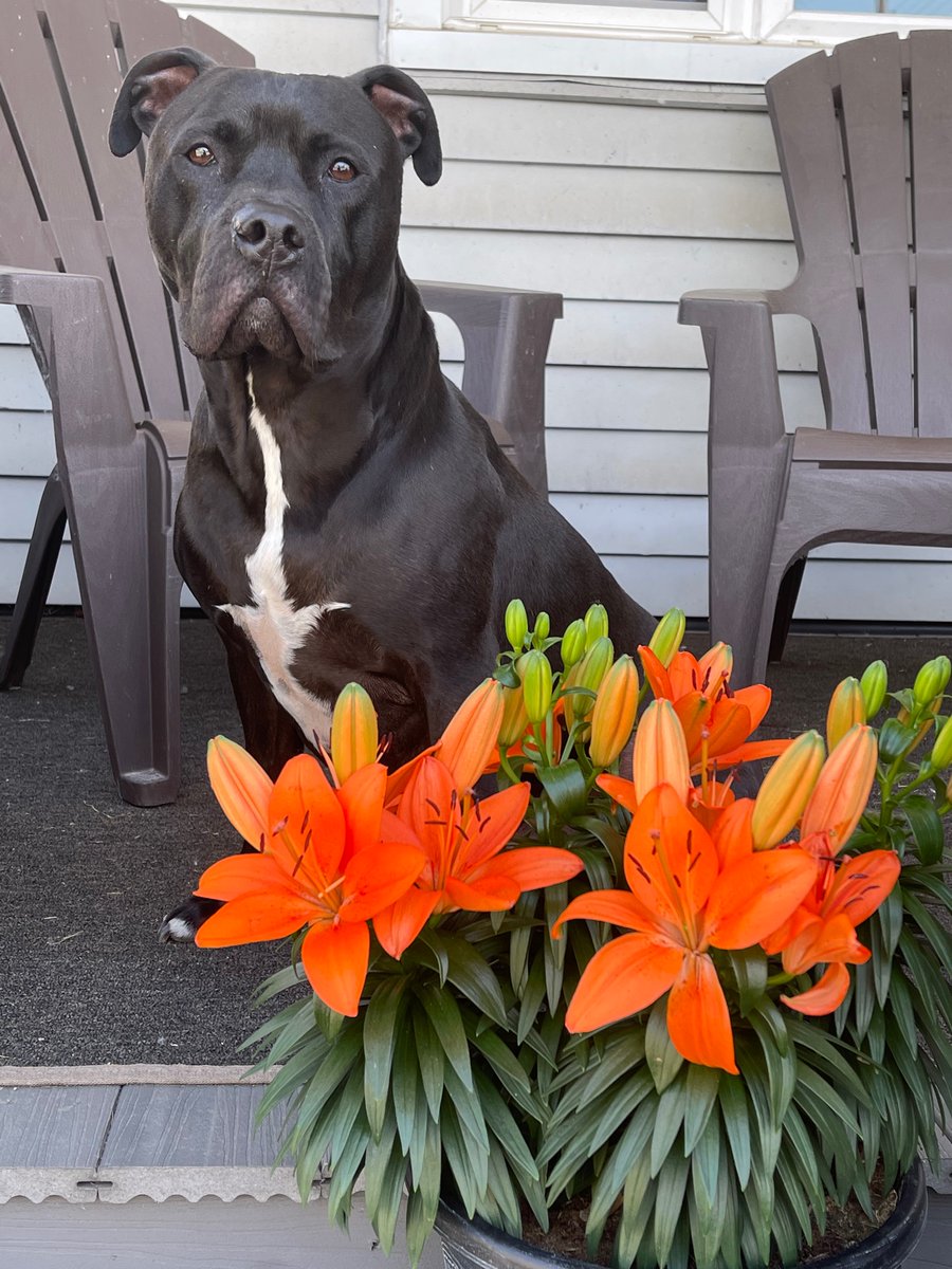 icegoddiss's tweet photo. @WGRZ My foster fail……Klyde 
#BeOn2 @queencitypitties https://t.co/Qs29TRX5Oo