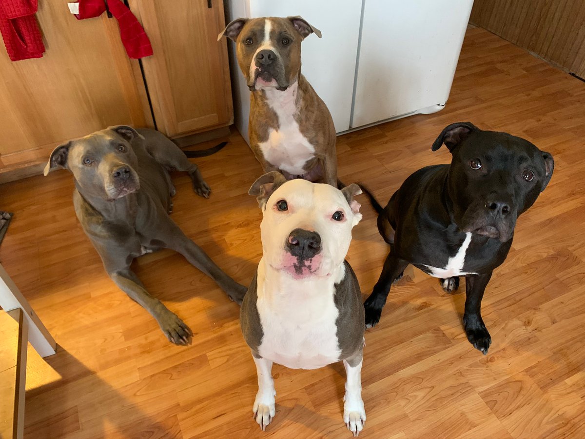 icegoddiss's tweet photo. @WGRZ My pack…….(clockwise starting on top) King, Klyde, Kamala and Kreeper (RIP) from Lackawanna
#BeOn2 https://t.co/fbXrBEXGuY