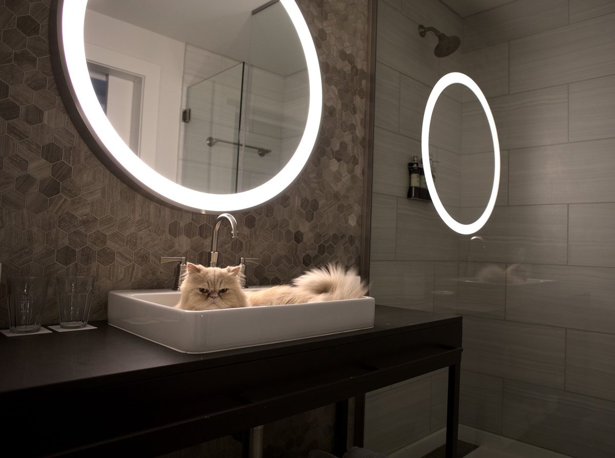 <a href="/Floyd_TheLion/">Floyd The Lion 🦁</a> looking as royal as ever in one our our guestroom sinks👑💛