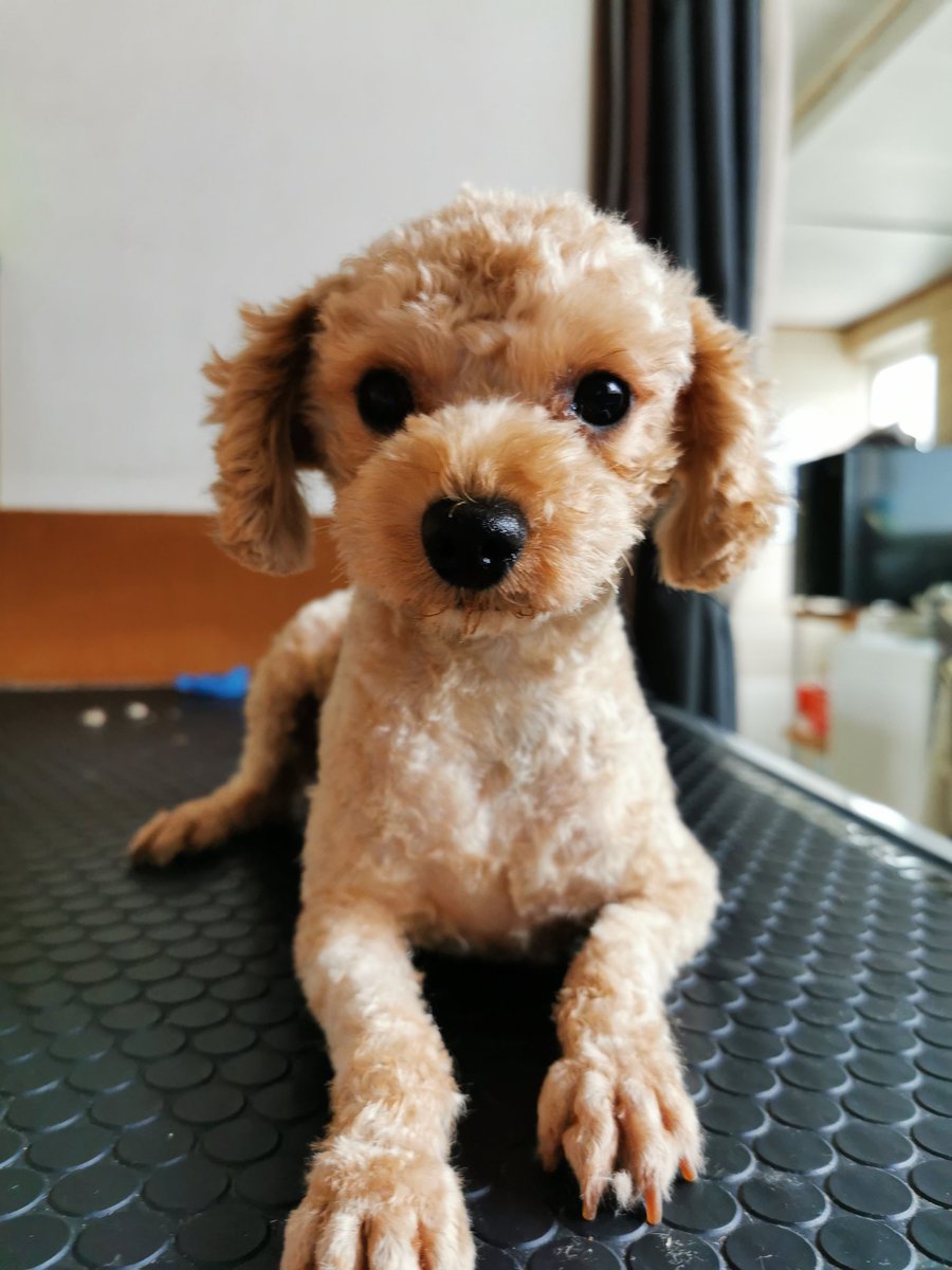 Breeder_Pikkoli's tweet photo. 太陽さんが元気に顔を出していますね☀
雨だとジメジメといい、晴れだと熱中症気をつけて…忙しいですねw
本日はお父さん犬のアベルさん
とても元気で、トリミングは常に横になってなされるがままな仔ですU´•ﻌ•`U
#トイプードル #トイプー #お父さん犬 https://t.co/iddARnHGCj