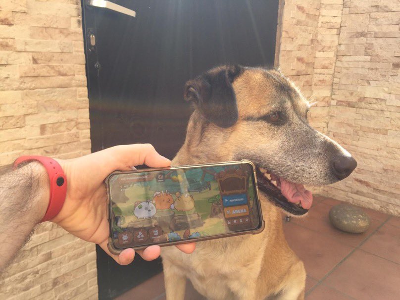 Elon ASS (Axie School of Scholars) tweet media