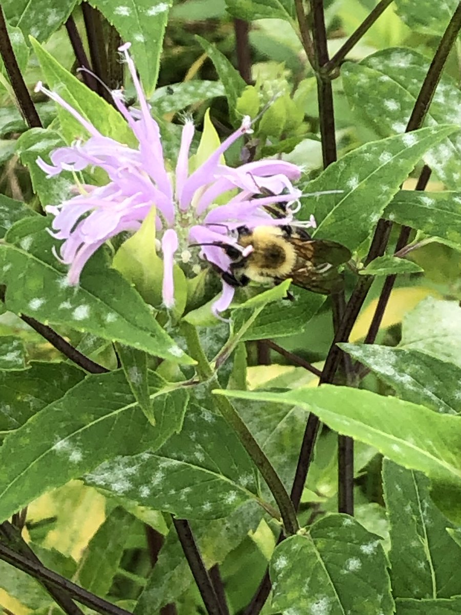 ShepaugAgSci's tweet photo. Shepaug FFA members continued learning on a beautiful summer day! We volunteered with Steep Rock Land Trust to identify insects and plants to collect data on a blooming meadow of native species to support our pollinators. #teachAG #CTffa https://t.co/ksmSV80L7n