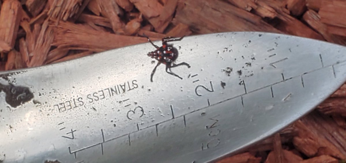 In my backyard I found a spotted lanternfly! After all this time 😅.  <a href="/STEMExpeditions/">STEAM Expeditions</a> <a href="/Ps28jc/">PS 28 Jersey City</a> #JerseyCity #stoptheinvasion #spottedlanternfly