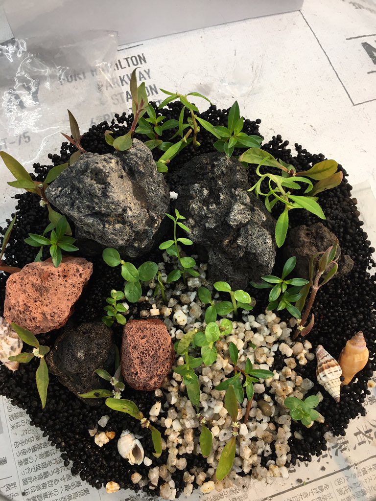 私の杜若園芸 Twitter Search Twitter