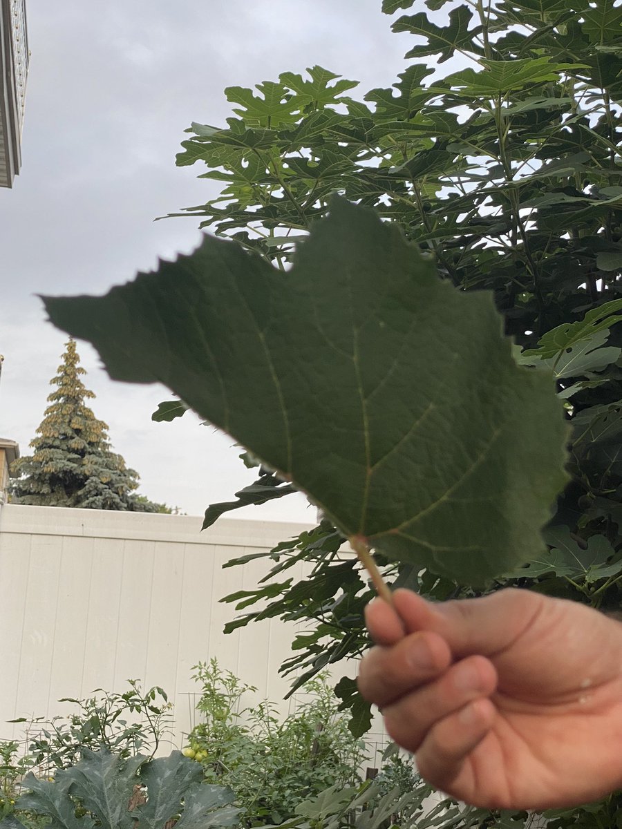 After finding the lanternfly, I then put it in a box to observe it.  I can identify how much one spotted lanternfly can eat. I can also see the growth of the lanternfly throughout the time I have it. <a href="/Ps28jc/">PS 28 Jersey City</a> <a href="/STEMExpeditions/">STEAM Expeditions</a> #JerseyCity #spottedlanternfly #invasivespecies