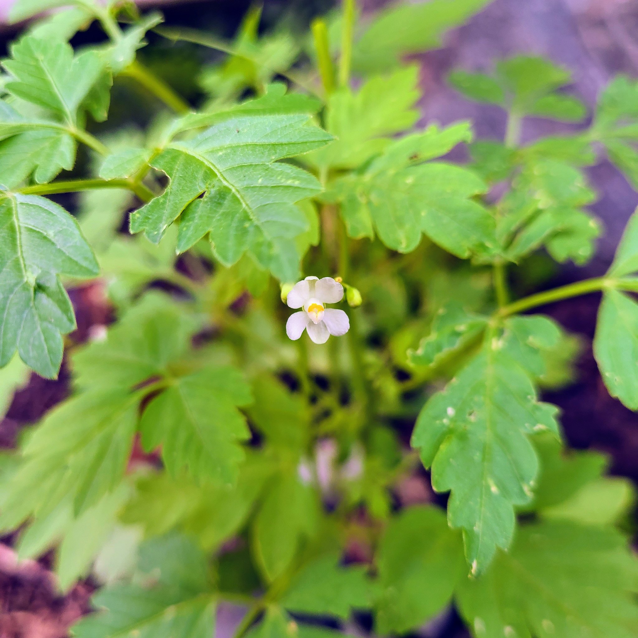信州発 家庭菜園 Q S Natural Garden 風船かずら 摘心しました よ く見ると 小さな白い花が咲き出してます フウセンカズラ グリーンカーテン Balloonvine 花 開花 T Co Zqx5xe9kkv Twitter
