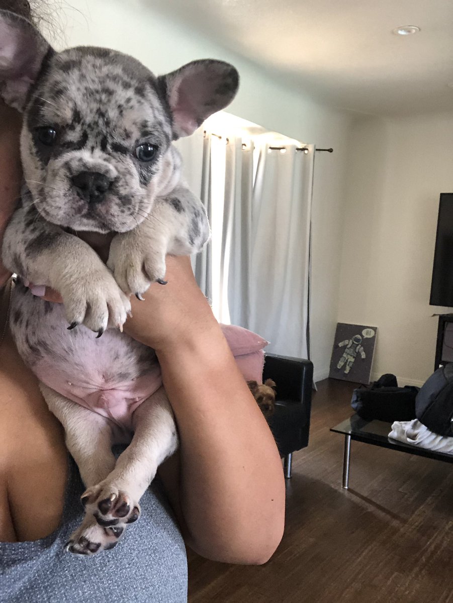 sheribears's tweet photo. Cutie pies ๐ #merlefrenchies #frenchies #puppies https://t.co/c3Y8z2Tiws