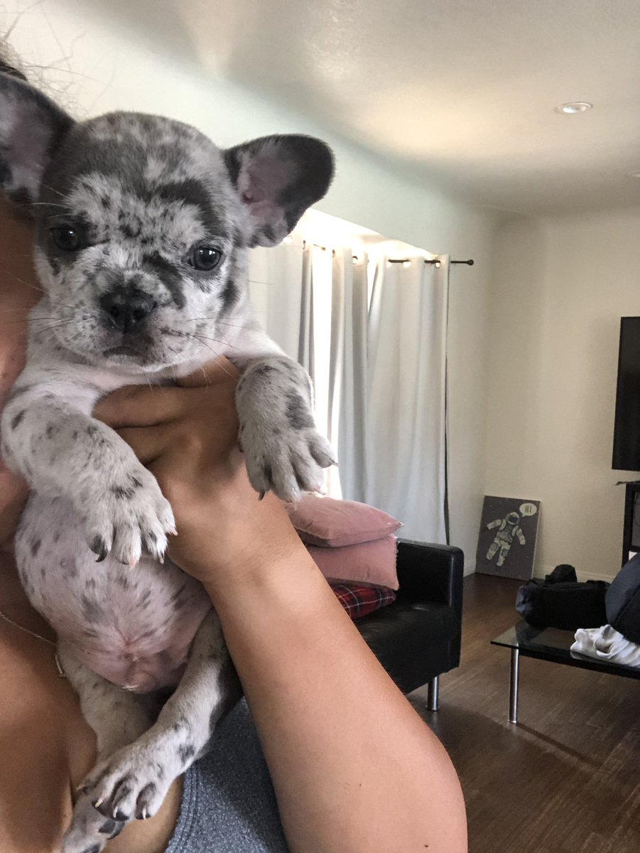 sheribears's tweet photo. Cutie pies ๐ #merlefrenchies #frenchies #puppies https://t.co/c3Y8z2Tiws