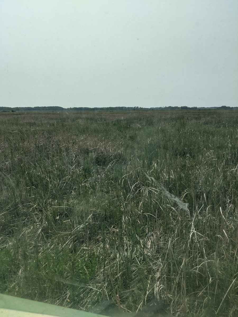overbystockfarm's tweet photo. These cattails will become a significant component of our winter TMR. Having low quarters like this have value above their assessment on drought years like this. https://t.co/P6iNZgVXFH