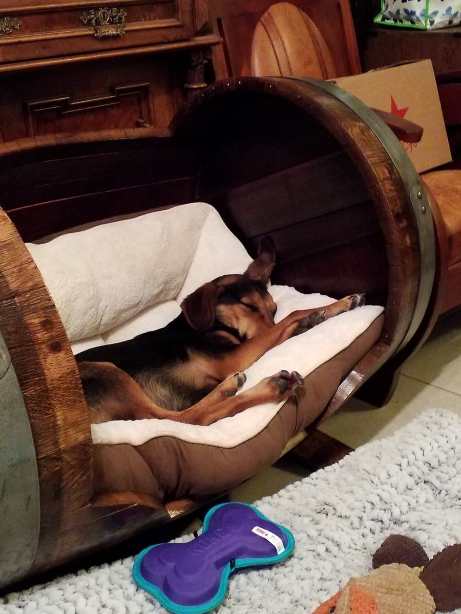 TheRoxieWay's tweet photo. @Laurie_March My grandpup #Cricket https://t.co/I6GzsRKUvl