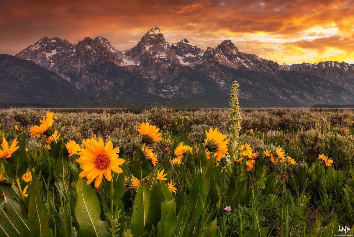 Localnavy433P's tweet photo. When the mountains call you answer.  Enjoy from the GTNP y’all.  

#travel #visitwyo #explorewyoming #visitjacksonhole #tetons #visittetons #wildflowers #outdoor #summer #sunsets #greatoutdoors https://t.co/I3ualKDq5m