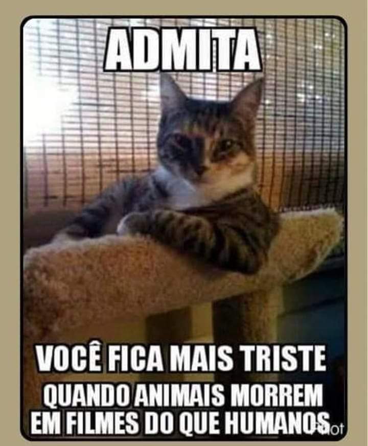 GatoConfuso's tweet photo. https://t.co/8cjjpJvRPb