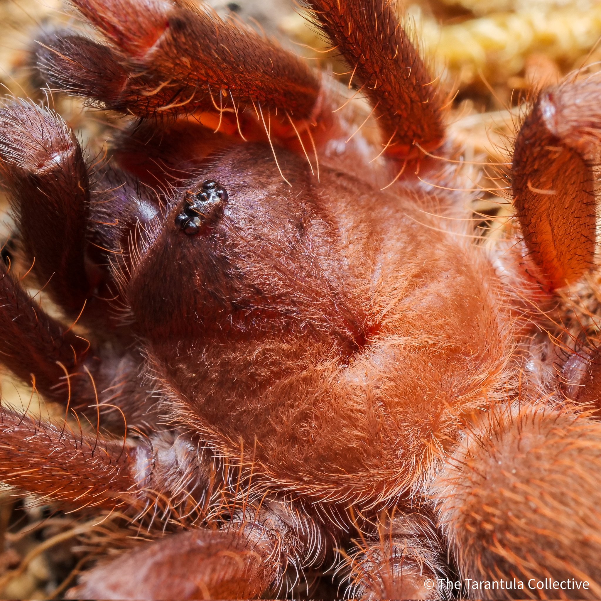 Tarantula Collective on X: 