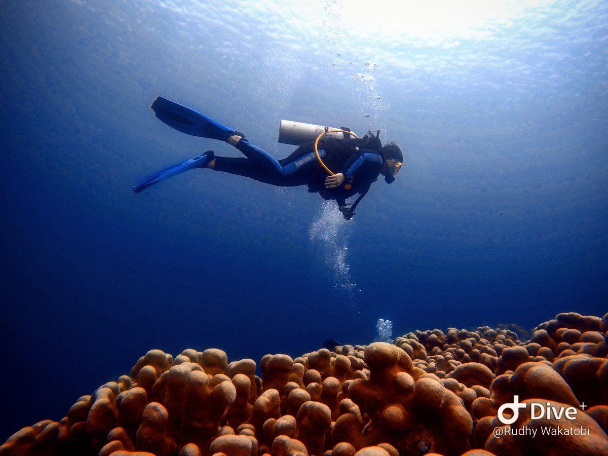 Rudhy_wakatobi's tweet image. Happy Monday and good morning everything.Stay safe and healty

#wakatobidivingholiday #divecourse #scuba #scubadiving #dive #diving #naui #Underwater #goprohero4 #divetraining