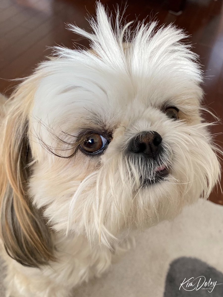 MingxiTzu's tweet photo. Oh hi. My eyelashes are definitely on point this evening.
#dogsoftwitter #Fashionista #eyelashesfordays #MingxiStyle https://t.co/oTZqOoha42