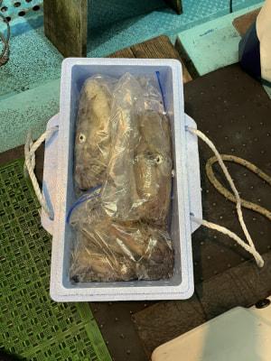 釣り大好き 最新釣果情報 和歌山県中部 谷野丸 伊吹氏の釣果 アカイカ釣り出船 12日アカイカ釣り募集中です 只今2名です 予約お待ちしております T Co Cqryootgrm T Co Zsdroo0cq4 Twitter