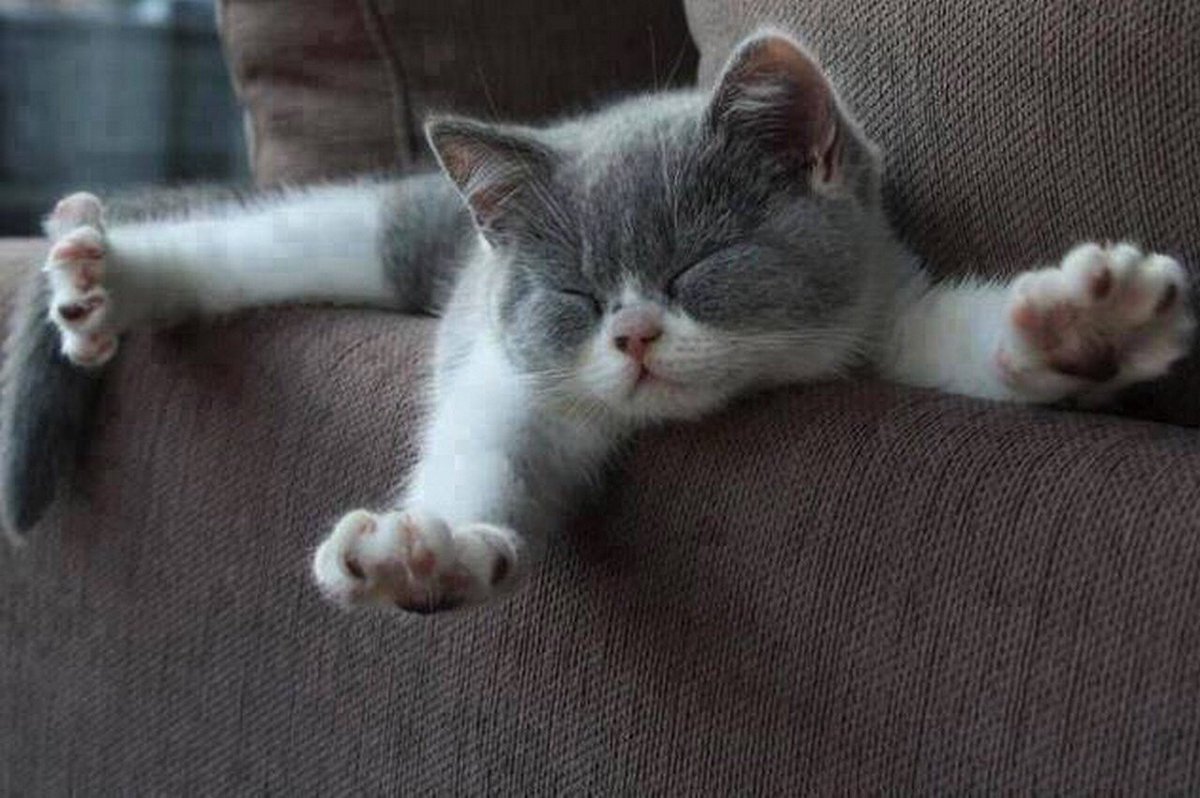 WindowsCrypto's tweet image. Good morning NFT fam! Super motivated today and finally fixed my sleep. 

What are your plans for today? 👀