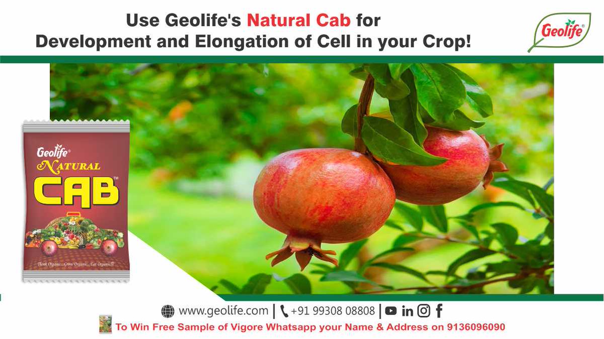 Use Geolife's #naturalcab for Develoment and Elongation of Cell in your Crop
To know more - geolifegroup.com
Call - 9930808808
#geolife #geolifegroup #celldevelopment #crop #farming #farmers #agriculture