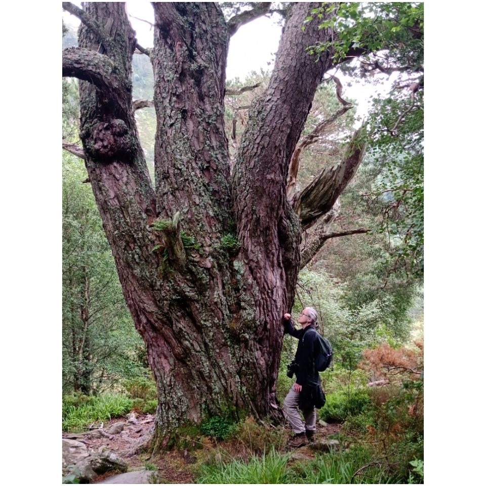 _TonyHall_'s tweet photo. One of the magnificent ancient Granny Pines on our walk in Glenmore in the Cairngorms. https://t.co/sFGUSZheyZ