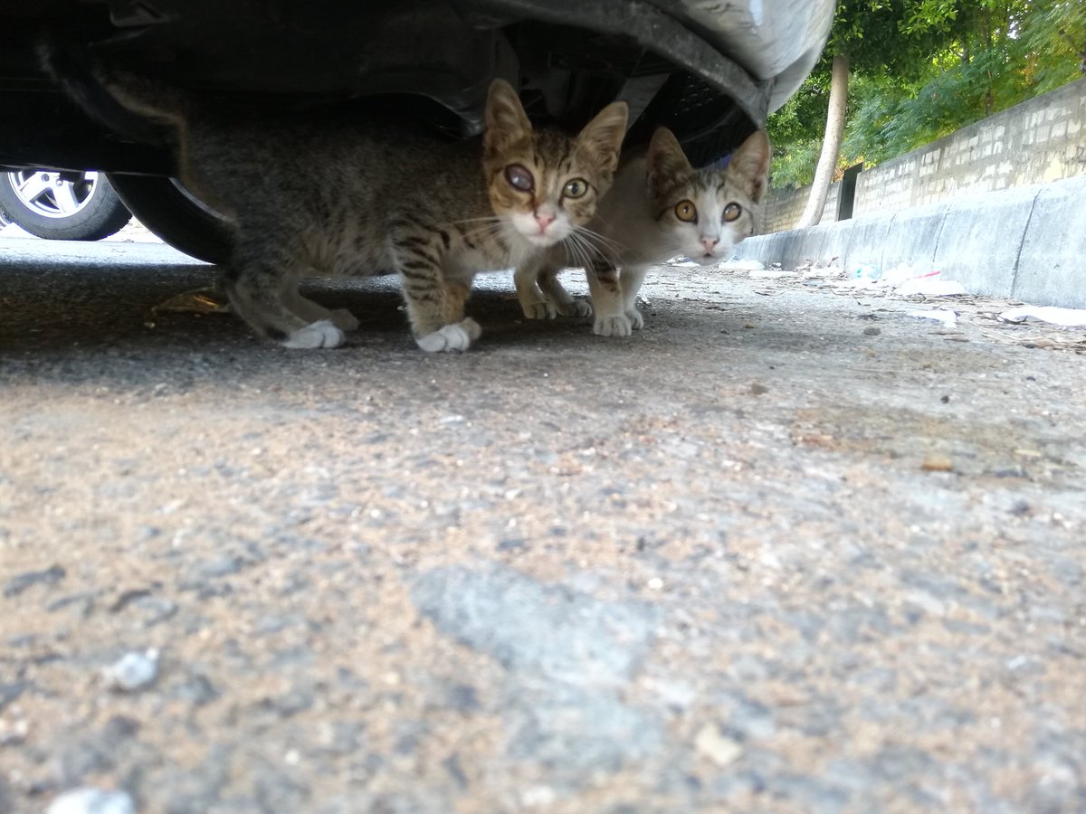 His eye could heal and both could be in a shelter but....
Help me raise funds to build or buy a shelter in Lebanon.
#earthlings#animalrescue#cats#dogs#
<a href="/Cristiano/">Cristiano Ronaldo</a> <a href="/jcvd/">Jean-Claude Van Damme</a> <a href="/LeoDiCaprio/">Leonardo DiCaprio</a> <a href="/rickygervais/">Ricky Gervais</a>