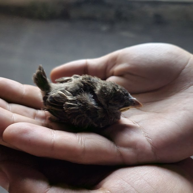 Found this lil baby making a ruckus in an underground parking lot while on a walk with my partner...