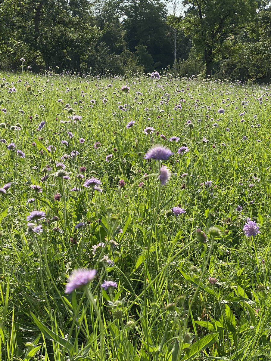 #Artenvielfalt auf den #FFH #Mähwiesen. Die Gräser wurden schon geschnitten, jetzt sind die Wiesenblumen schon wieder gewachsen und in voller Blüte. Ein Paradies für #Wildbienen und andere #Insekten.