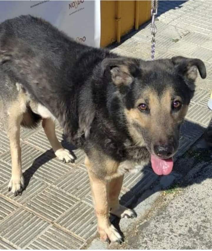 DPppeludos's tweet photo. EL ABUELO TIENE DEPRESIÓN Y NO SE LEVANTA
Actualizamos. Nos dicen que su dueño falleció y el padre ingresó en una residencia. El perro lleva solo desde entonces y le han buscado asociación o refugio pero al tener 11 años es complicado. Un familiar lo ha llevado a la perrera https://t.co/fcyICgbV0Y