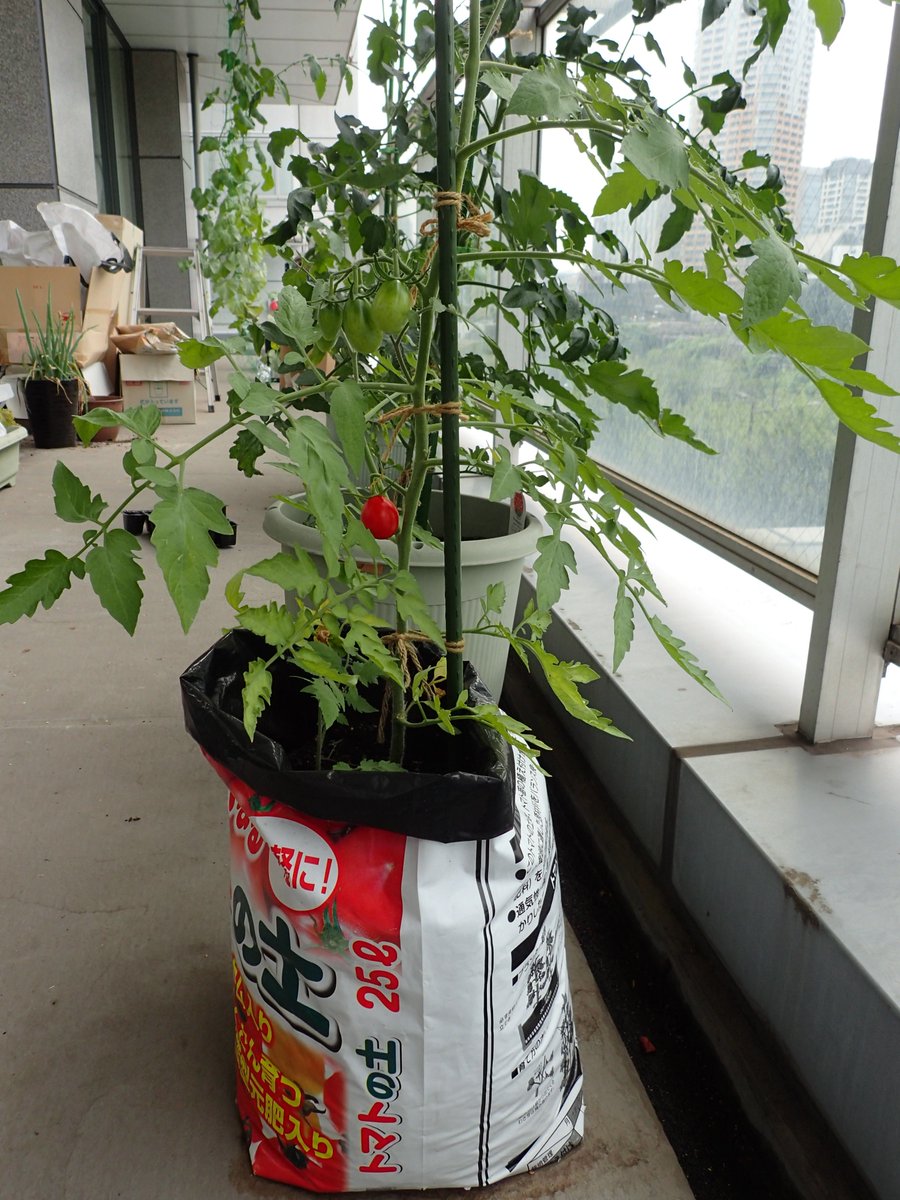 やさい畑編集部 日本初のゲノム編集トマト シシリアンルージュ ハイギャバ を 編集部でも袋栽培で作っています 本日 初めての収穫 見た目は普通のトマトと変わりなし ひと口かじれば Gabaの味が広がる ということもありませんが これからの繁忙期 やさい畑編集部 日本初のゲノム編集トマト シシリアンルージュ ハイギャバ を 編集部でも袋栽培で作っています 本日 初めての収穫 見た目は普通のトマトと変わりなし ひと口かじれば Gabaの味が広がる ということもありませんが これからの繁忙期