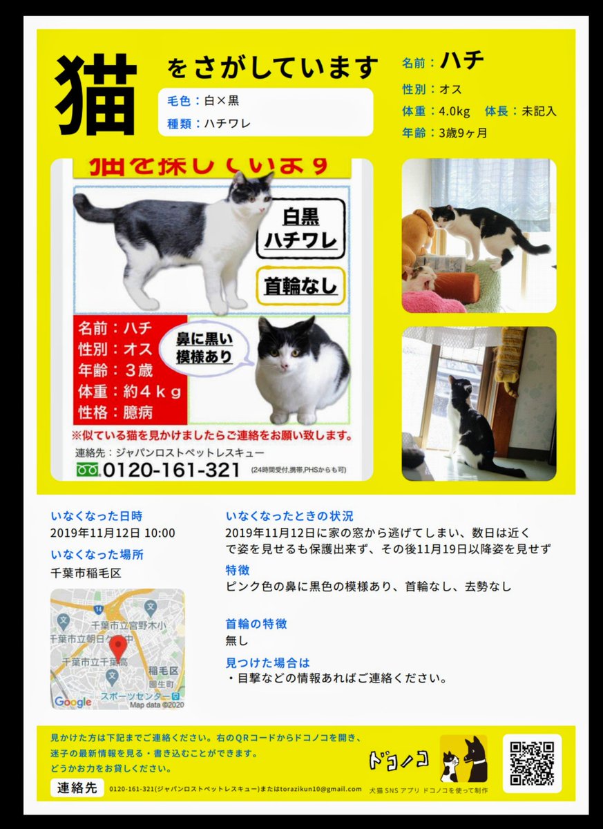 猫のハチ を探しています 発見に繋がった場合謝礼あり Hachi Cat8 تويتر