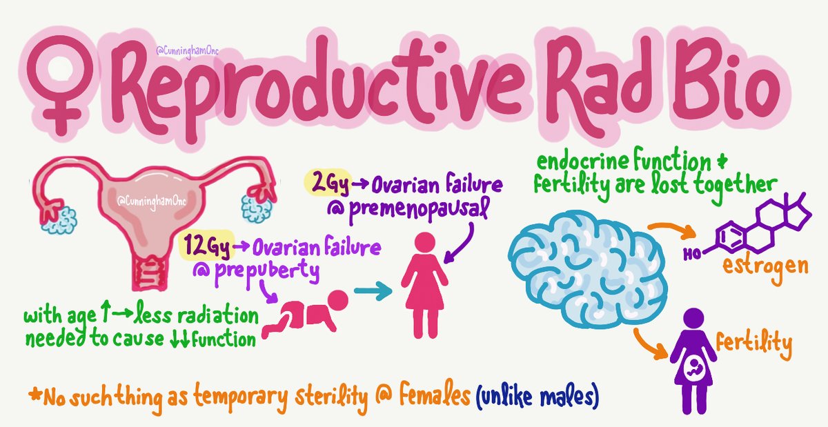 Radiation exposure ➡️ ovarian dysfunction (sterility &amp;⬇️endocrine function) @ low doses in older premenopausal pts (2Gy) and higher doses in prepubertal children (12Gy) #radonc #radbio #roedu #medphys #fertility #oncofertility #gyncsm #pedonc #hemeonc #medonc #oncology