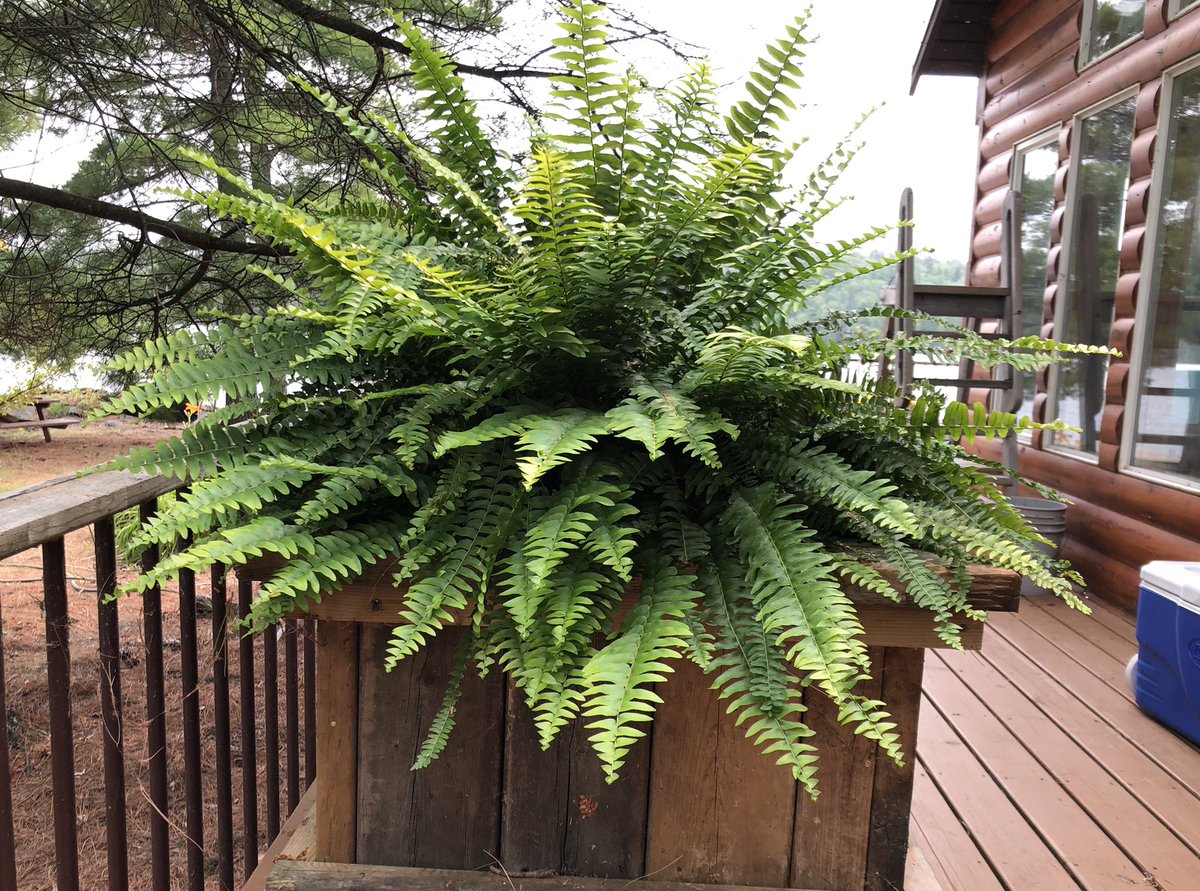Jane_Gillon's tweet photo. #Flowers at the lake🌸 it’s a real struggle to keep them watered this year it is so dry. #OnlyinNWO #OnlyinMN #WeShareALake #RainyLake https://t.co/uj25dv8Bsq