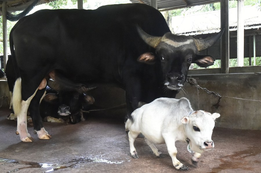 XHNews's tweet photo. People have been rushing to a farm in Bangladesh to see Rani, a 20-inch tall dwarf cow whose owner claims it is the world's smallest cow https://t.co/uU4thEGp7r https://t.co/0JkQyQoBv0